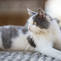 キャットフードの安全性を考える。猫のためのご飯選び