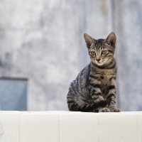 安全性が高い獣医師がおすすめするキャットフード